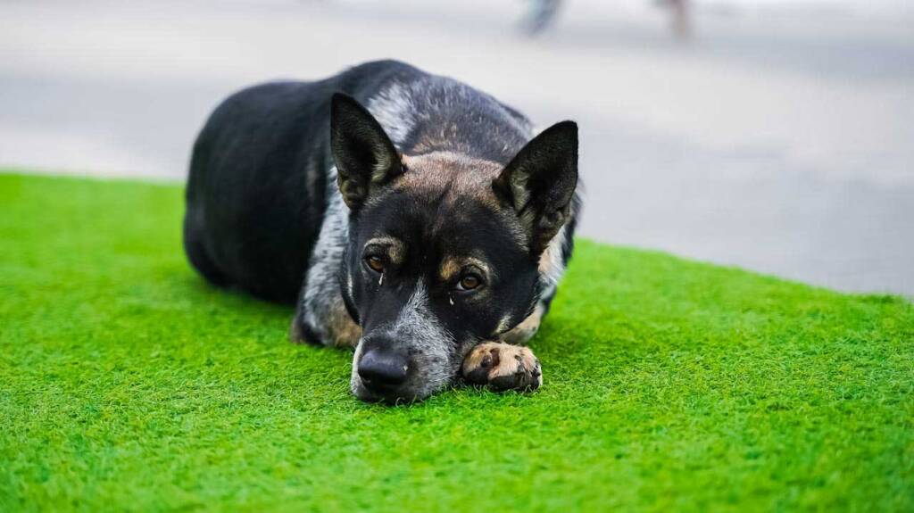 Dog on Turf